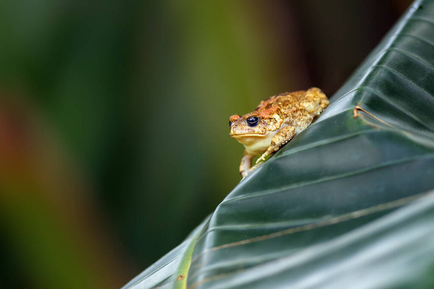 The african common toad or guttural toad (Amietophrynus gutturalis) sitting on the banan leaf. - Photo, Image