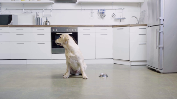 Golden Retriever Welpe sitzt neben Schüssel mit Hundefutter  - Filmmaterial, Video