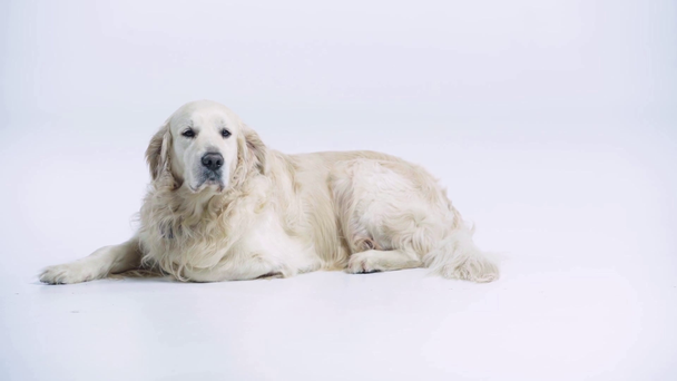 purebred golden retriever lying on white with copy space  - Footage, Video