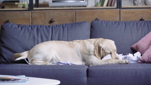 Golden retriever köpek yavrusu kanepede kağıt öğütüyor.  - Video, Çekim
