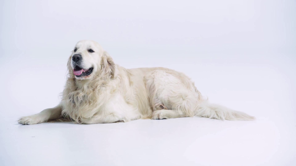 cute golden retriever lying on white with copy space  - Footage, Video