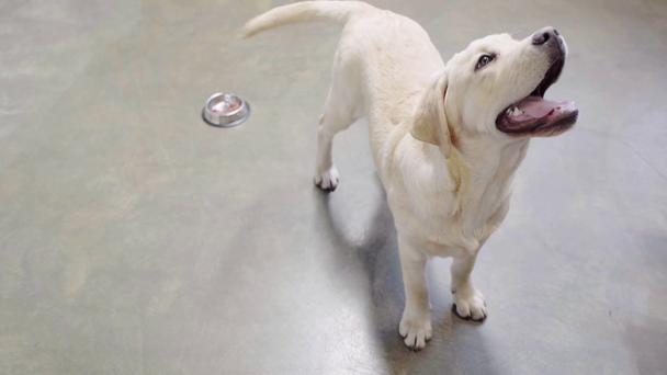 overhead view of golden retriever puppy wagging tail - Footage, Video
