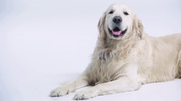 golden retriever lying on white with copy space  - Footage, Video