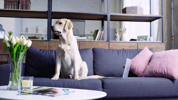 golden retriever puppy in modern living room  - Кадры, видео