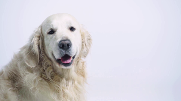 adorable golden retriever looking at camera on white - Footage, Video