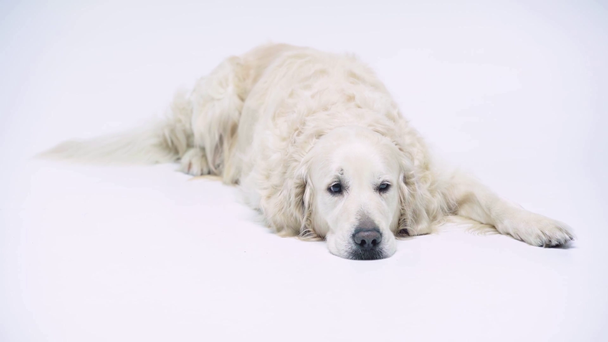 cute and purebred dog looking at camera and lying on white - Video, Çekim