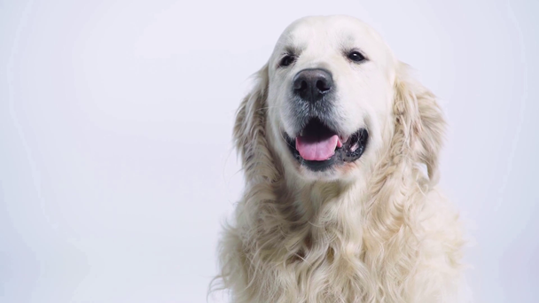 cute golden retriever looking at camera on white - Footage, Video