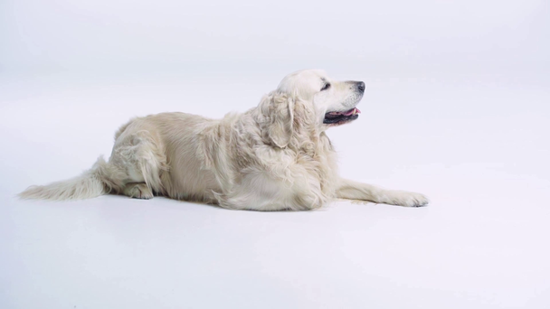 cute and purebred dog lying on white with copy space  - Video, Çekim
