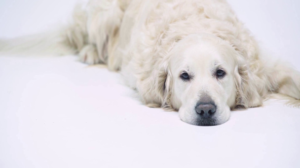 adorable golden retriever looking at camera on white - Footage, Video