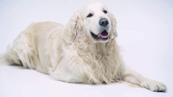 schattige en rasechte hond liggend op wit - Video