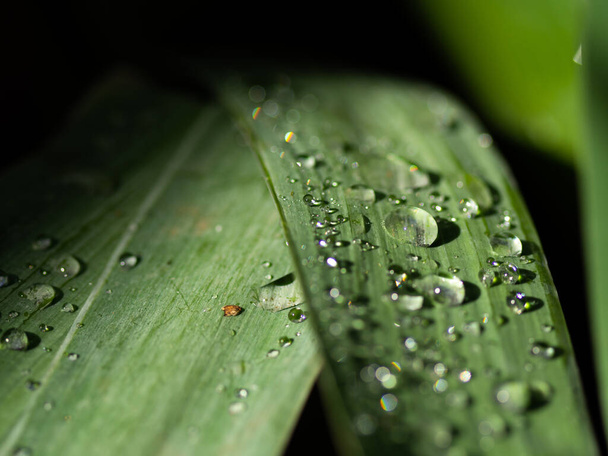 Beautiful drops of transparent rain water on a green leaf macro. Drops of dew in the morning glow in the sun. Beautiful leaf texture. Natural concept. - Φωτογραφία, εικόνα