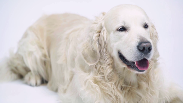 adorable golden retriever lying isolated on white - Footage, Video