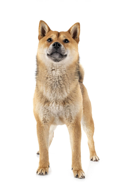 shiba inu in front of white background - Фото, изображение