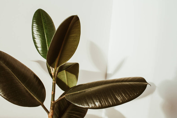Green rubber plant on white background. Ficus elastica robusta. - Photo, Image