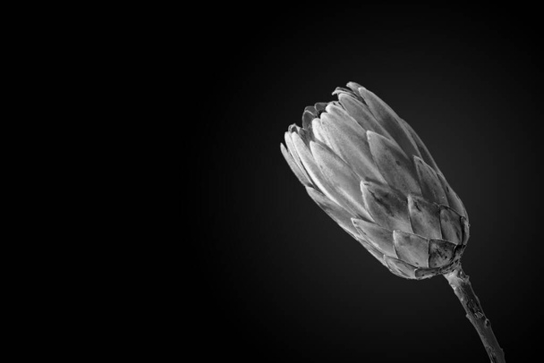 Monochromatyczne zdjęcie Protea magnifica, królowej południowoafrykańskich kwiatów, minimalistyczna sztuka - Zdjęcie, obraz
