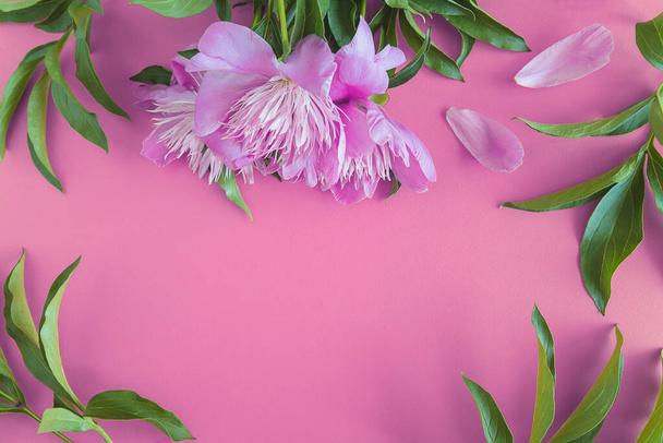 Virágos háttér. Rózsaszín bazsarózsa virág és levelek lila háttér - Fotó, kép