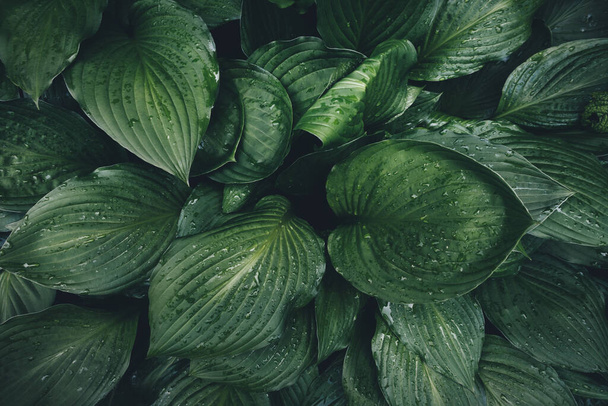 Spring background with green hosta leaves. Full frame. View from above. - Photo, image