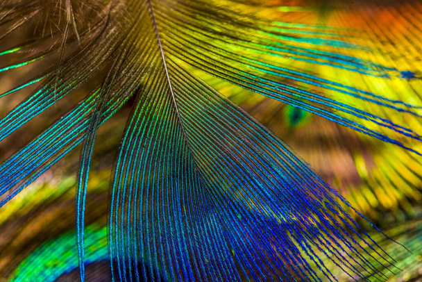 Peacock veren close-up Heldere kleuren. - Foto, afbeelding