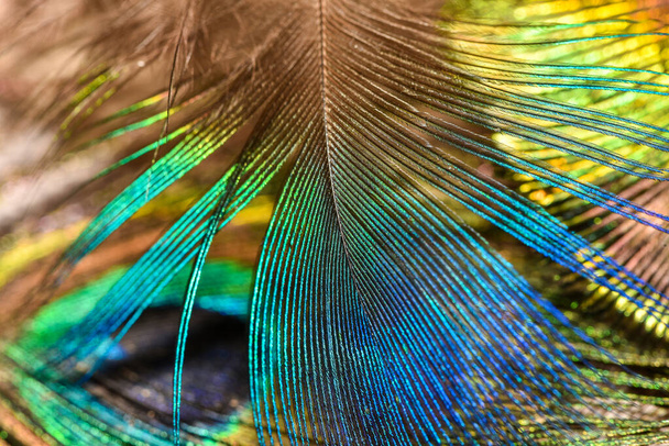 Peacock feathers closeup Bright colors. - Foto, Bild
