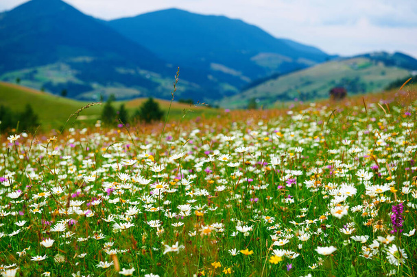 nature, summer landscape in carpathian mountains, wildflowers and meadow, spruces on hills, beautiful cloudy sky - Photo, Image