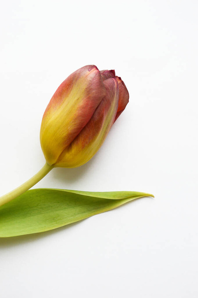 Beautiful Tulip on a white background. - Photo, Image