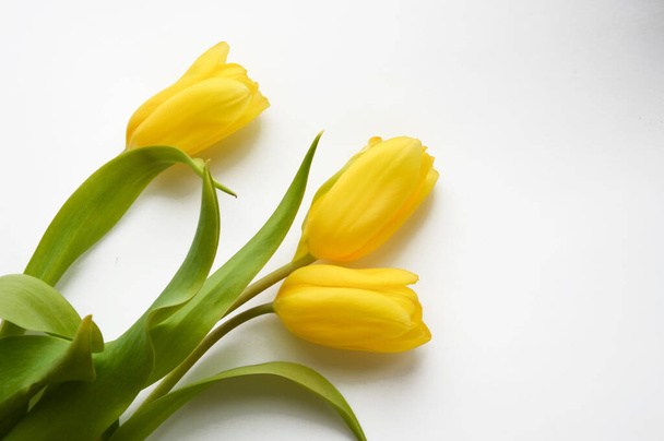 Yellow tulips on a white background. Bouquet of flowers. - Foto, Imagem