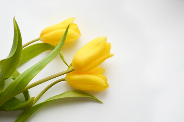 Yellow tulips on a white background. Bouquet of flowers. - Photo, Image