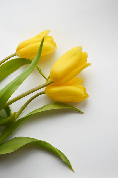 Yellow tulips on a white background. Bouquet of flowers. - Фото, зображення