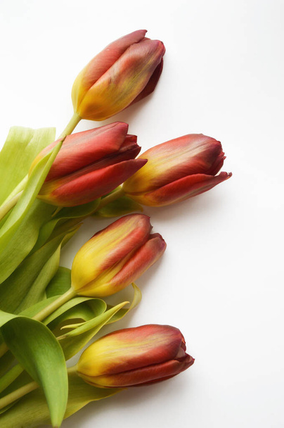Red tulips on a white background. Bouquet of flowers. - Fotografie, Obrázek