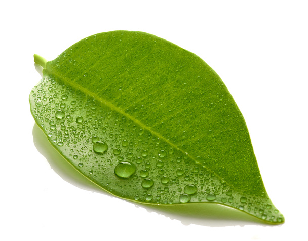 свежий влажный лист макрос изолирован на белом фоне
 - Фото, изображение