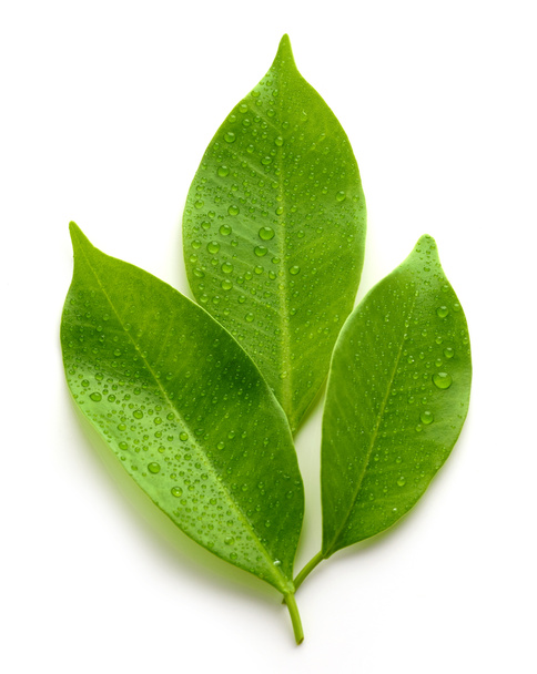 свіже мокре листя ізольоване на білому тлі, вид зверху
 - Фото, зображення