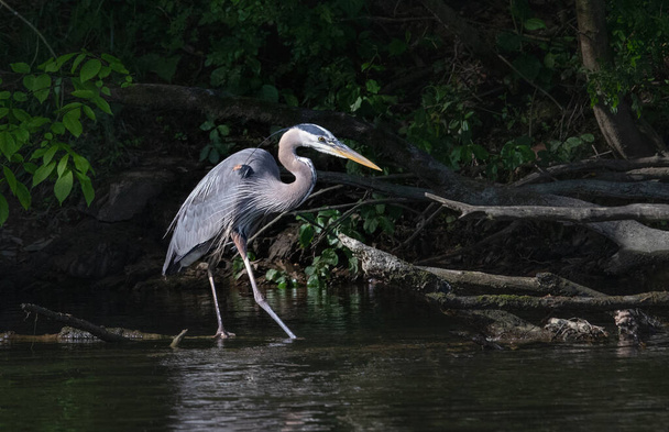 A Great Blue Heron slowly works its way upstream in the never-ending search for food - Foto, Imagem