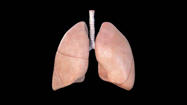 Anatomie plic, lidský respirační systém, pneumonie, koronavirus, covid-19, pitevní lékařská koncepce. Rakovina a kouření. rakovina, 3D vykreslování - Fotografie, Obrázek