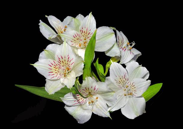 Vintage fotografie bílých alstroemeria květiny zblízka na černém pozadí. Jemné okvětní lístky bílých peruánských lilií - květinový design pro blahopřání, plakát, zahradničení nebo květinářství - Fotografie, Obrázek