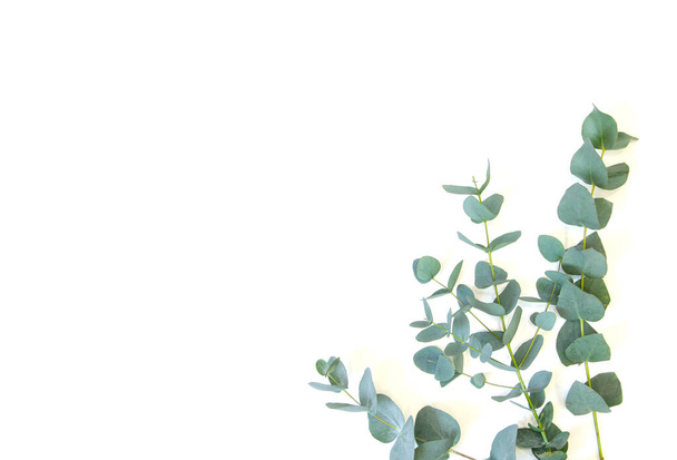 eucalipto giace su uno sfondo bianco
 - Foto, immagini