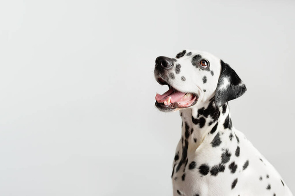 Dalmatian dog portrait with tongue out on white background. Dog looks left. Copy space - Photo, image