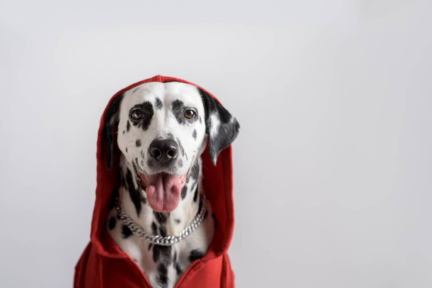 Dalmatische hond in rode sweater zit op witte achtergrond. Hond hoofd is bedekt met kap. Dierenfotografie. Sterk bepaald. Kopieerruimte - Foto, afbeelding