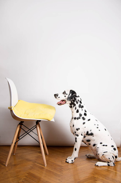 Şirin Dalmaçyalı köpek sandalyenin yanında bekliyor. Üzgün, kasvetli, depresyon köpeği. Boşluğu kopyala - Fotoğraf, Görsel