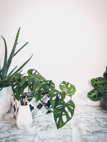 Bílý čistý pracovní stůl s četnými zelenými rostlinami pro relaxační žádné stresové kancelářské prostory - Fotografie, Obrázek