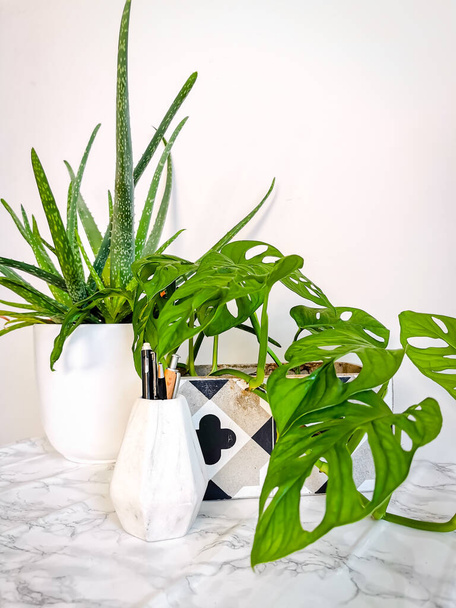Bílý čistý pracovní stůl s četnými zelenými rostlinami, jako je aloe vera a opice maska pro relaxační žádný stres kancelářské prostory - Fotografie, Obrázek