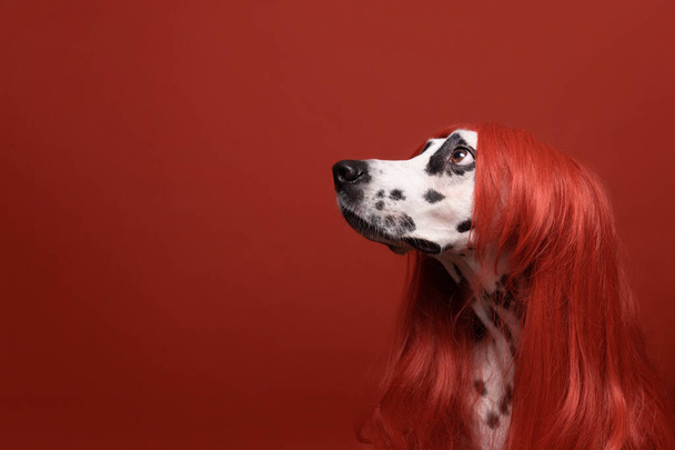 Cute dalmatian dog with red hair on red background. Fashionable conceptual pet portrait. Dog looks left. Copy space - Photo, Image