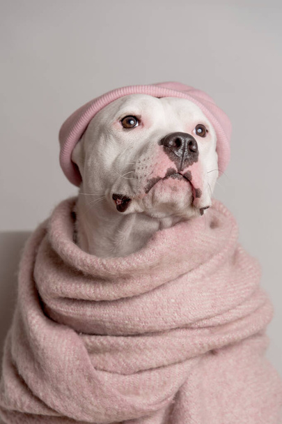 Portrét bílého staffordshirského teriéra s růžovým kloboukem a šátkem sedícím před bílým pozadím. Cool dog - Fotografie, Obrázek