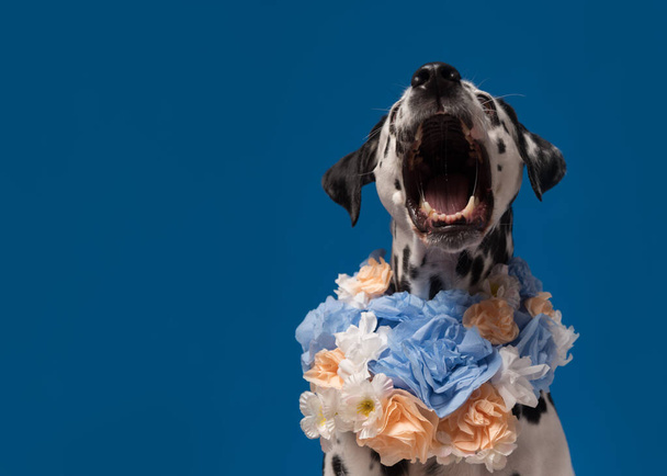 青色の背景の前に首に花の花輪を身に着けているダルマチア犬の肖像画。口が開いている犬は食べ物を捕まえる。花の花輪を着て面白い犬. - 写真・画像