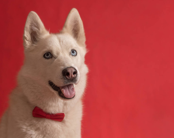 Divertido perro husky siberiano encantador con pajarita roja aislado sobre fondo rojo. El perro se ve bien. Copiar espacio
 - Foto, Imagen