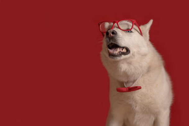 Αστεία όμορφη σιβεριανή husky σκυλί φορώντας γυαλιά και κόκκινο παπιγιόν απομονώνονται σε κόκκινο φόντο. Ο σκύλος κοιτάζει αριστερά. Αντιγραφή χώρου - Φωτογραφία, εικόνα