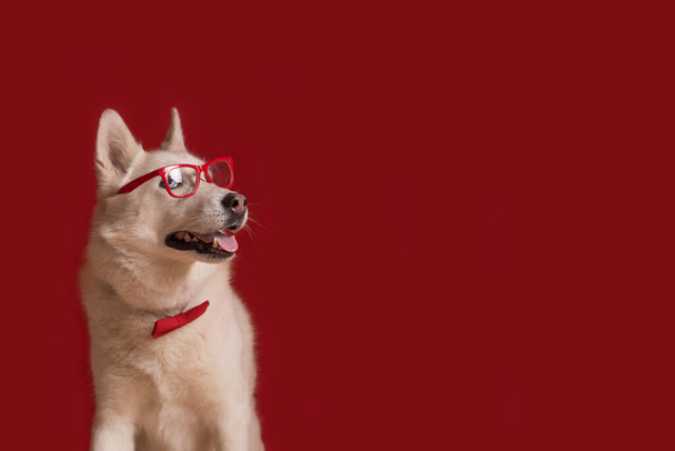 Grappig mooie Siberische husky hond met bril en rode strikje geïsoleerd tegen een rode achtergrond. De hond ziet er goed uit. Kopieerruimte - Foto, afbeelding
