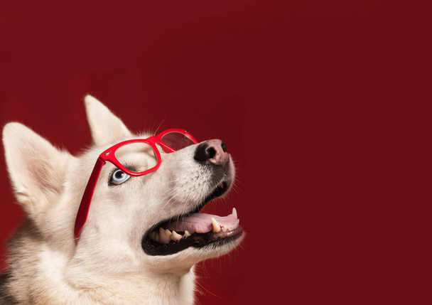Υπέροχο σιβεριανό husky σκυλί φορώντας γυαλιά και κόκκινο παπιγιόν isolat - Φωτογραφία, εικόνα