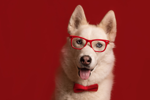 Υπέροχο σιβεριανό χάσκι σκυλί που φοράει γυαλιά και κόκκινο παπιγιόν απομονωμένο σε κόκκινο φόντο. Ωραίο αστείο σκυλί. Αντιγραφή χώρου - Φωτογραφία, εικόνα