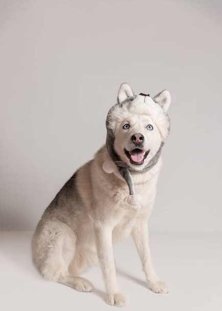 Divertente cane siberiano husky è in berretto caldo con paraorecchie animali. P
 - Foto, immagini