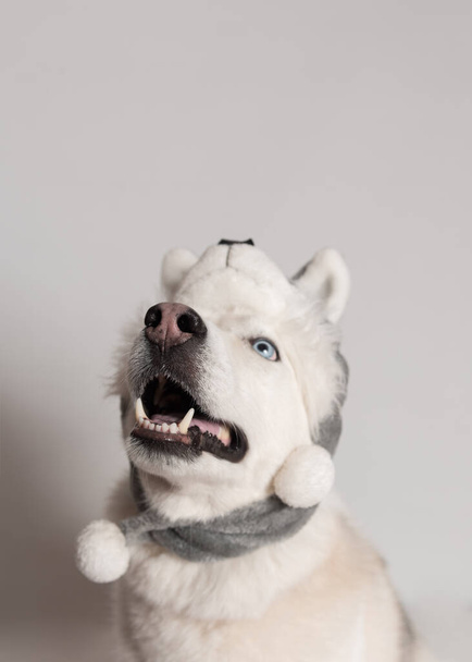 Hauska siperianhusky koira on lämpimässä korkissa eläinten korvaläpät. P
 - Valokuva, kuva